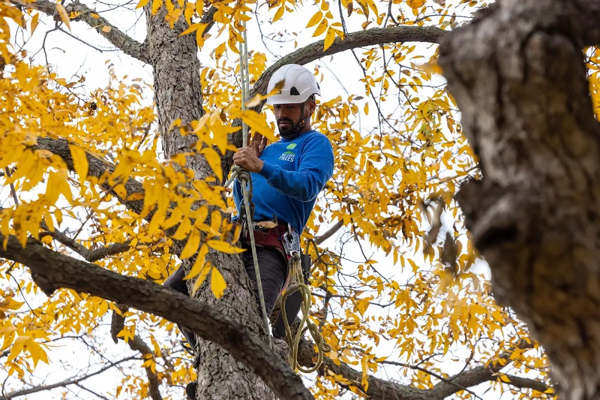 Skilled Emergency Tree Service crew working in Orchard