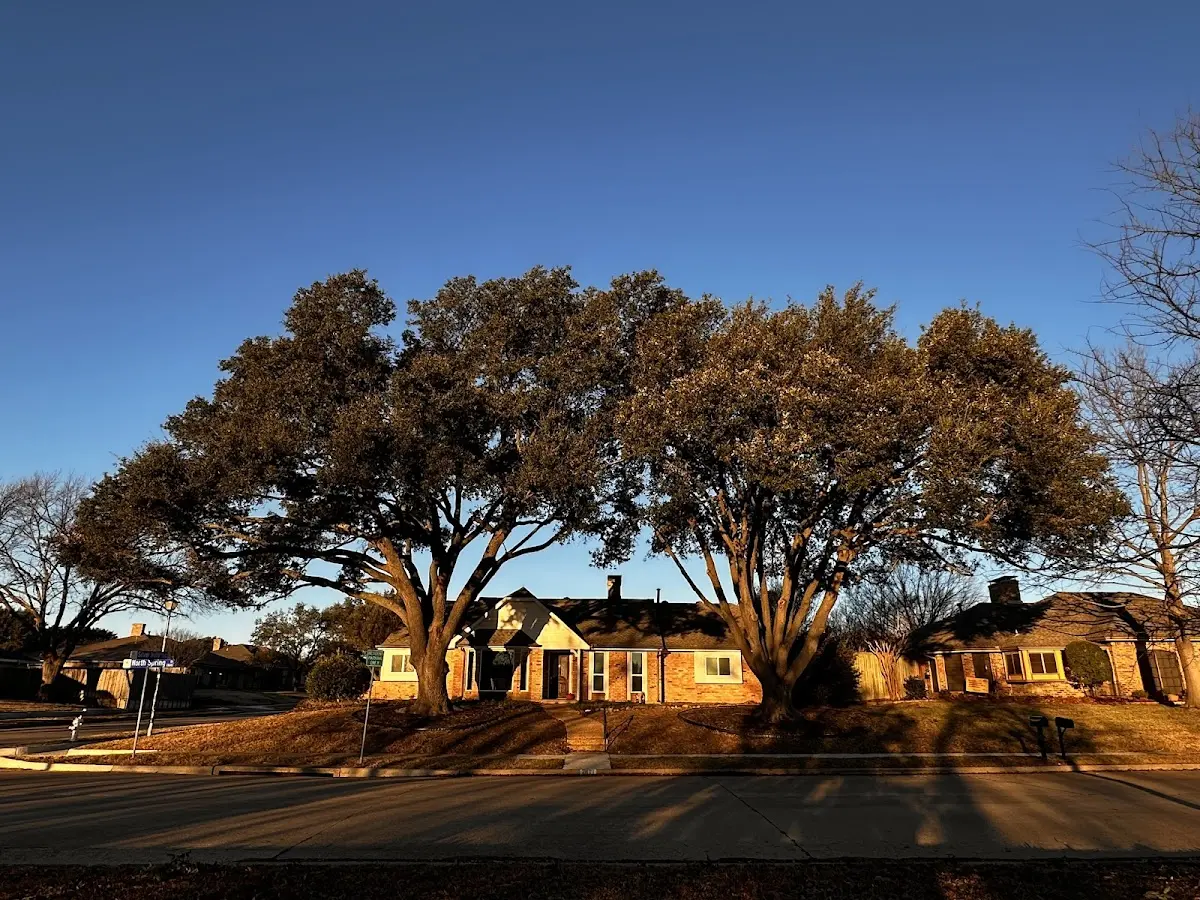 Established residential canopy tree shading a home in Orchard